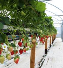 Strawberries