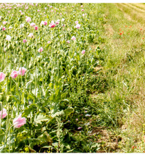 Agrii General Wildflowers